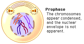prophase 1 definition